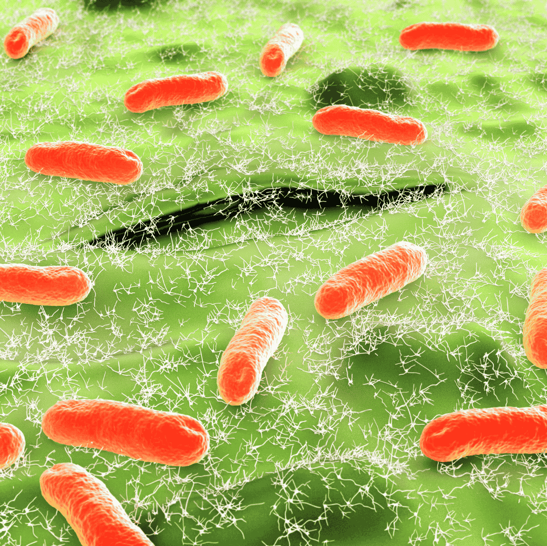Certified Antibacterial Protection